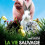 Картинка - Дикая жизнь домашних животных / La vie sauvage des animaux domestiques